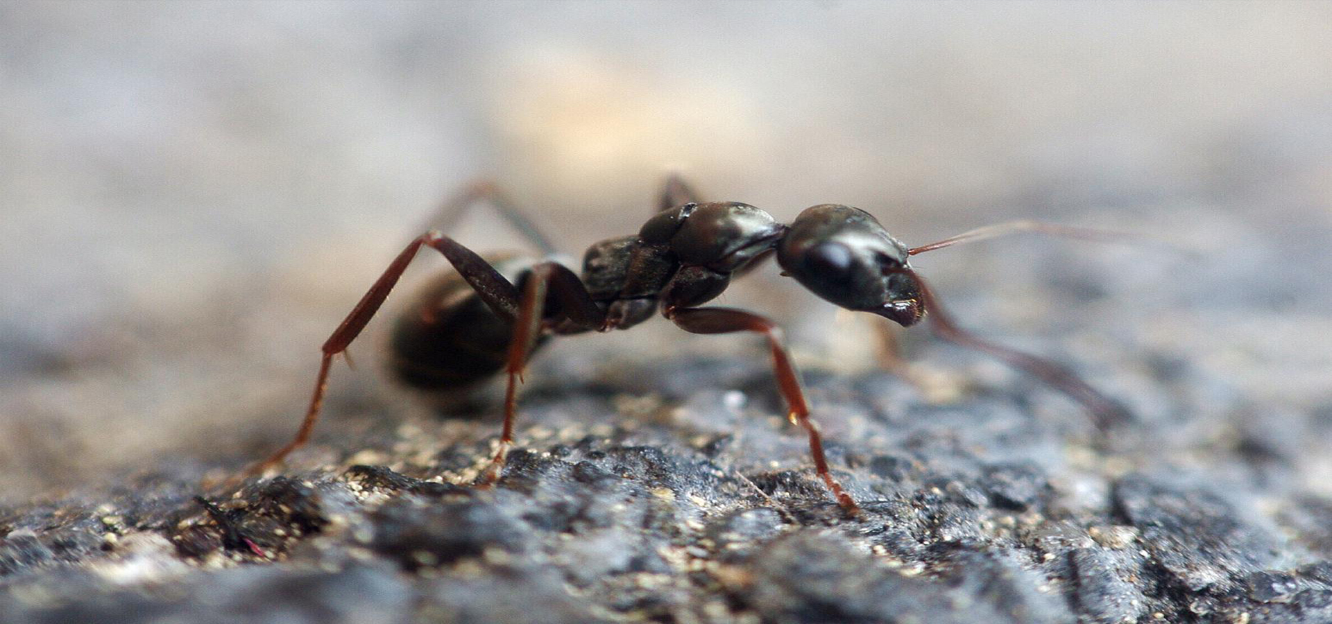 Fourmis Charpentières